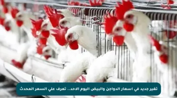 تغير جديد في أسعار الدواجن والبيض اليوم الأحد.. تعرف على السعر المحدث